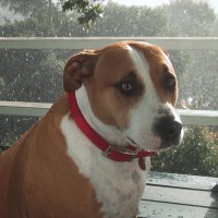 Dog portrait. Stella looking afraid of the hail on Thanksgiving Day