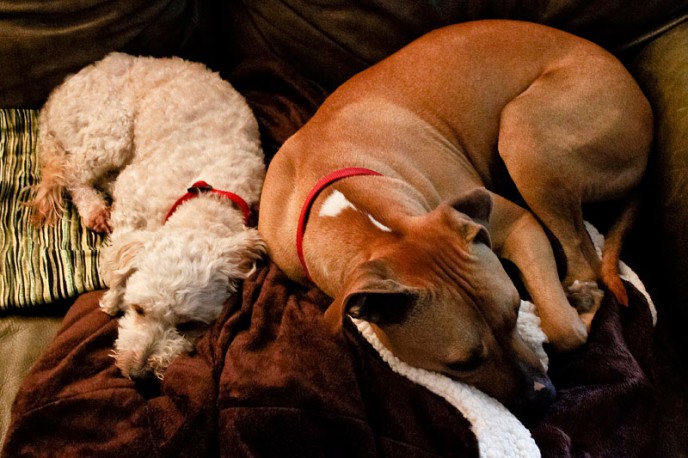Dogs asleep on the sofa.