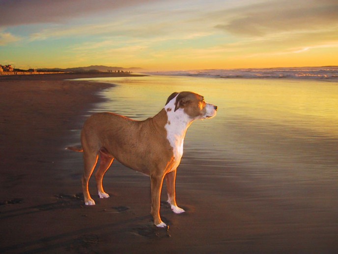 Dog Portrait of Stella at the beach during sunset
