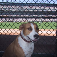 Dog Portrait of Stella at a Giants game