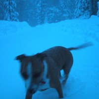 Dog Portrait of Stella in the snow