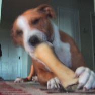 Dog Portrait of Stella with a bone