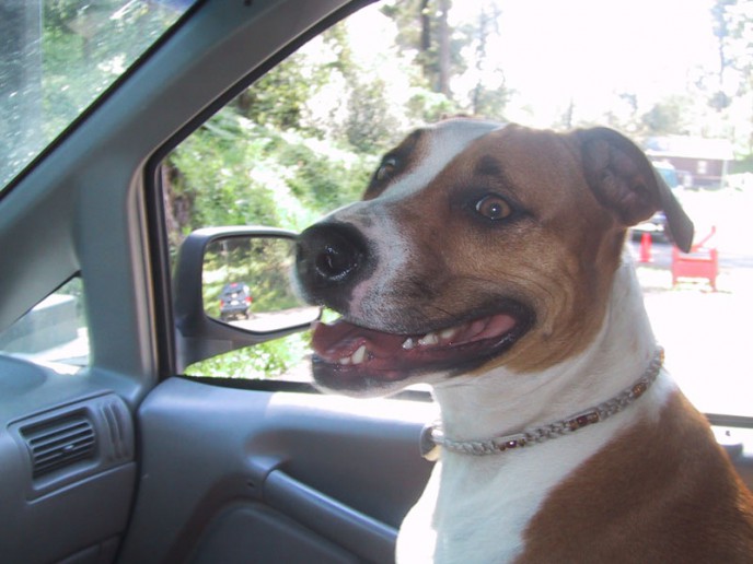 Dog portrait. Stella riding in the car