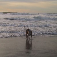 Dog of Stella playing in the waves at Ocean Beach