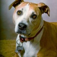 Dog Portrait of Stella
