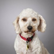 Dog Portrait. Little Buddy Miles in that funny pose he does.