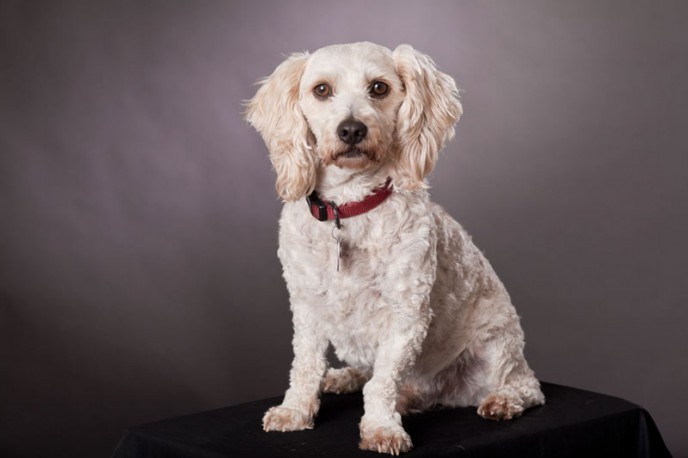 Dog Portrait. Buddy in a studio setting.