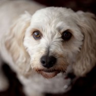 Dog Portrait. Buddy close up.