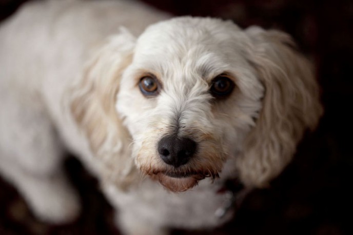 Dog Portrait. Buddy close up.