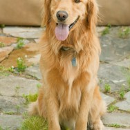 Dog Portrait. Max the Golden.