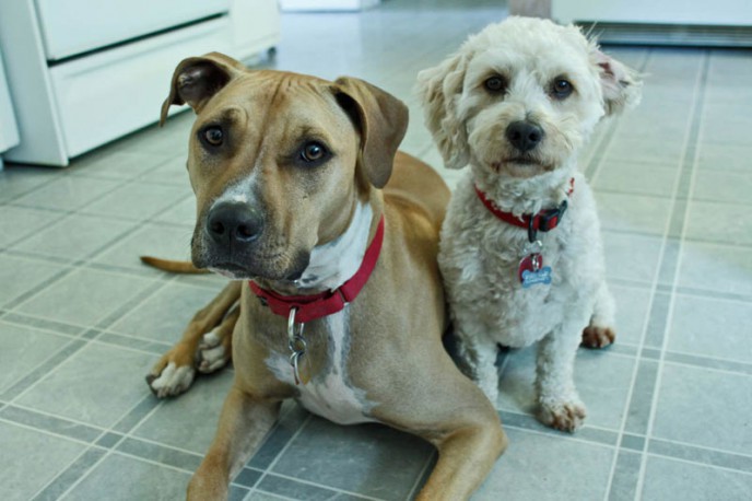 Dog portrait. Sadie and Buddy witing for dinner