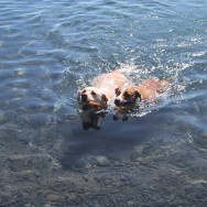 Dog portrait of Stella and Charlie in Lake Tahoe