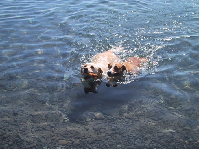 Dog portrait of Stella and Charlie in Lake Tahoe