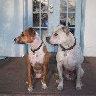 Dog portrait - Stella and Tigger watching a bird off camera