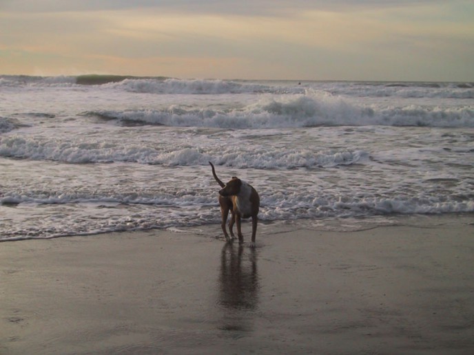 Dog of Stella playing in the waves at Ocean Beach