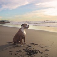 Dog portrait at sunset