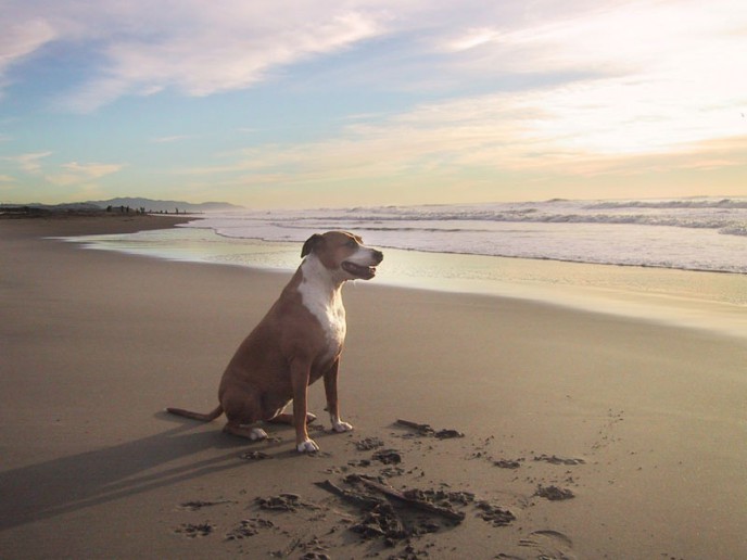 Dog portrait at sunset