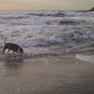 Dog portrait of Stella at the beach during sunset.