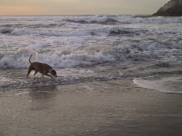 Dog portrait of Stella at the beach during sunset.