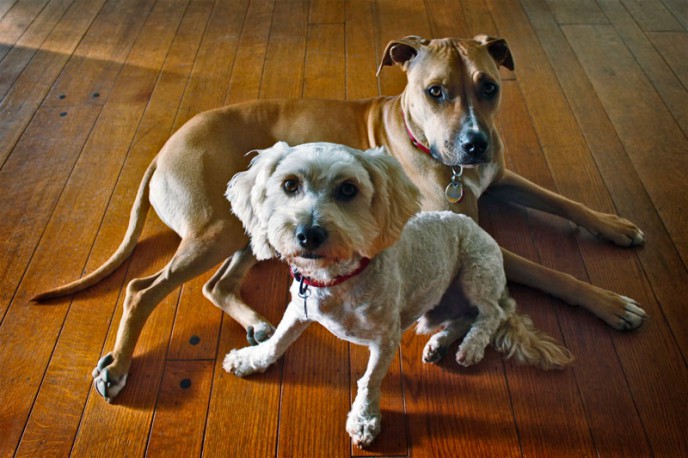 Dog Portrait. Buddy and Sadie - the odd couple.