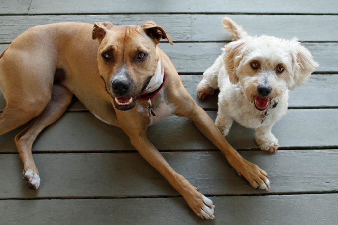 Dog Portrait. Sadie and Buddy resting after a walk.